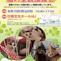 猫の里親譲渡会