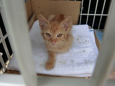 とてもおとなしい男の子 千葉県 猫の里親募集 ペットのおうち 月間利用者150万人