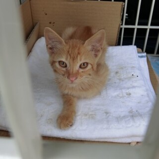 とてもおとなしい男の子 千葉県 猫の里親募集 ペットのおうち 月間利用者150万人