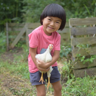 元気な雄鶏の里親募集！