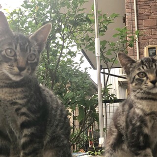 二つの小さな命 幸せになって欲しいです