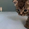 トラ子猫　大切に飼ってくれる方を探しています