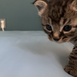 トラ子猫　大切に飼ってくれる方を探しています