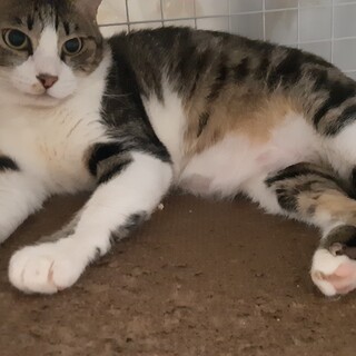 【ケビン】面白い声の甘えん坊