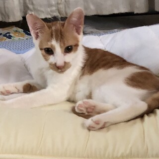 4月生まれ　おっとり茶白の男の子　チャメ
