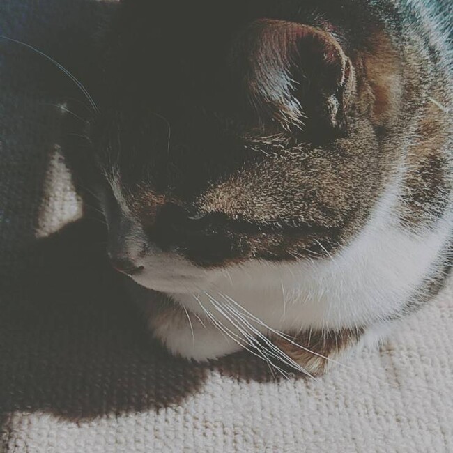 nassinのカバー写真