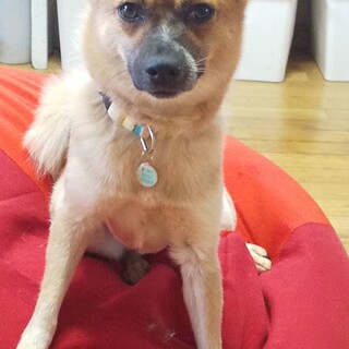 小さめの女の子　子犬　