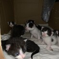 2020 /7/18生まれ子猫７匹