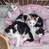 人馴れOK⭐︎トイレのしつけ済！仔猫 サムネイル3