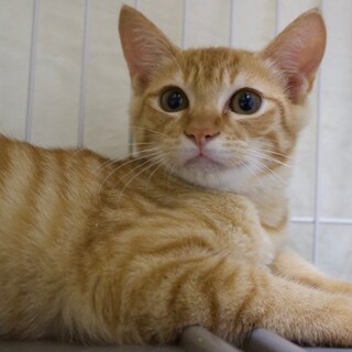 ちょっぴり怖がりボブテイルのかずやくん（停止中）