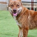 まるで狐！愛嬌満点でいつもハッピー