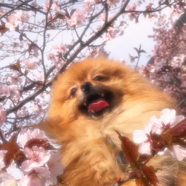 ぽんちゃん！のカバー写真