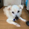 基本穏やか時々頑固 おじいちゃん犬 サムネイル2