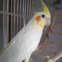 【オカメインコ2羽】ルチノー、WFシナモンパール