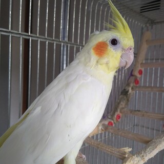 【オカメインコ2羽】ルチノー、WFシナモンパール