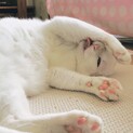 人が大好きなりんくん。里親決定しました