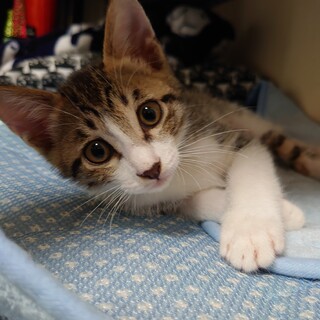 生後３ヶ月の元気いっぱい「できすぎくん」です！