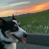 散歩コース