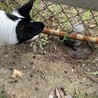 カメと遭遇