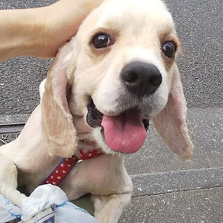 人が大好き元気なアメリカンコッカー♂3歳