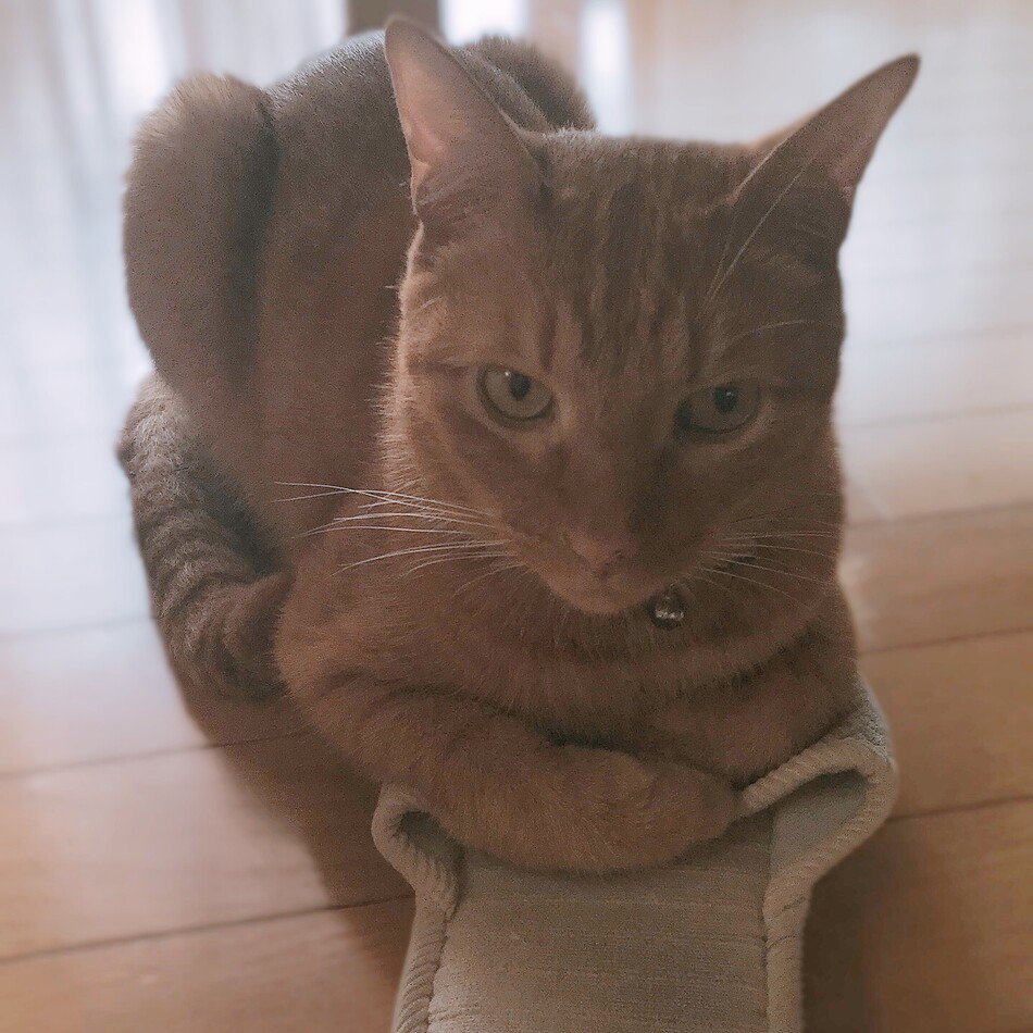 チィのカバー写真