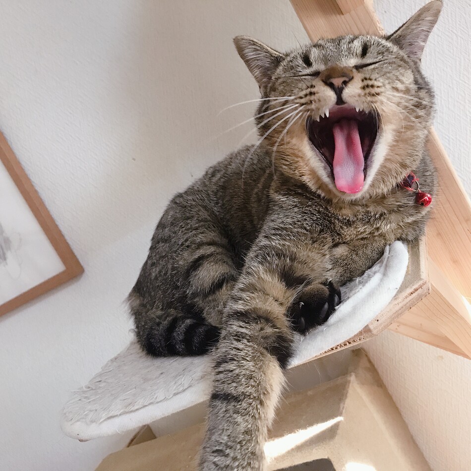 こてつのカバー写真