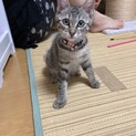 メロちゃん