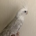 オカメインコWFパール