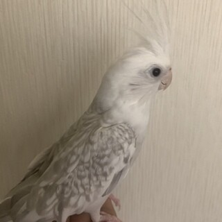 オカメインコWFパール