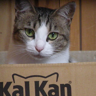 大人しいべっぴんさん