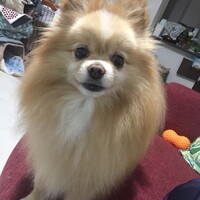 チロル