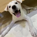 募集停止　ポチくん