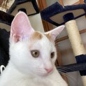 茶白子猫のお家さがし