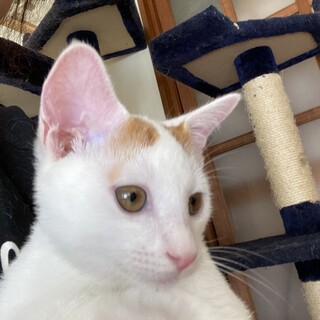 茶白子猫のお家さがし