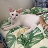 茶白子猫のお家さがし サムネイル2