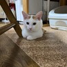 茶白子猫のお家さがし サムネイル3