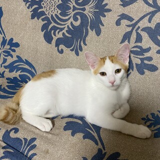 茶白の子猫のお家探し