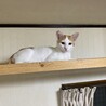 茶白の子猫のお家探し サムネイル2