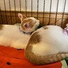 茶白の子猫のお家探し サムネイル3