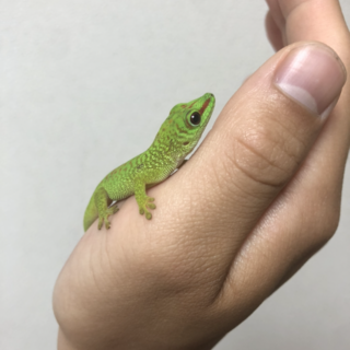 グランディスヒルヤモリの里親募集