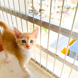 沖縄のテトラポットファミリー、4兄妹。