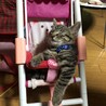 ぐで猫