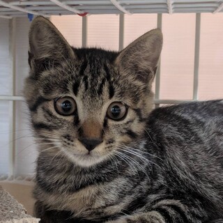 怖がりだけど甘えん坊のまさひろ君【トライアル中】