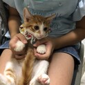 テオくん♪可愛い茶白の男の子♪