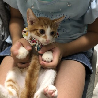 テオくん♪可愛い茶白の男の子♪