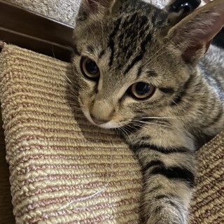 ３～４ヶ月のキジトラの女の子です