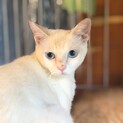 ブルーアイ　〜マッシュちゃん〜