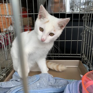 お利口さんでおとなしい性格♡