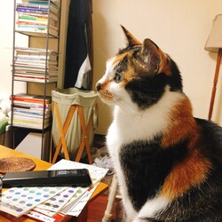みゃーこ3歳1ヵ月　パソコンが大好き