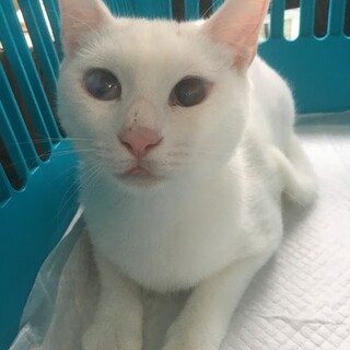 性格良し！エイズ・両目白濁のハンデあり